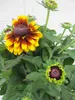 Rudbeckia hirta - Sunbeckia Kissing Smiley - Sonnenhut Produktbild-Vorschau 1