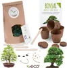 Bonsai Starter Kit Anzuchtset inkl. GRATIS eBook - Produktbild-Vorschau 1