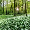 Korsch Kalender 2027 Magische Wälder mit großem Bild und Produktbild-Vorschau 9