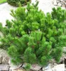 Bergkiefer ´PUMILIO´ 10-15 cm, Cont. 2,5 l Produktbild-Vorschau 3