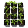 MIKONI Anzuchttöpfe | ■ 9 cm | 50 Stück | Pflanzschale Produktbild-Vorschau 3