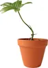Gardners Philodendron Pedatum, průměr 9 cm - SLOW PLANT Náhled obrázku produktu 2