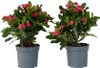 Christusdorn - 2 Stk - Euphorbia 'Milii' - Höhe 25-35cm - Produktbild-Vorschau 1