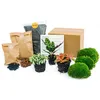 Urbanjngl Flaschengarten Calathea Makoyana Terrarium pakket Produktbild-Vorschau 2