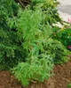 Zitronenverbene, im Topf - Aloysia triphylla Produktbild-Vorschau 11