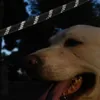 Laisse pour chien sur corde durable réfléchissante 3m Voir les images du produit 11
