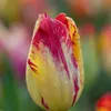 Bloomique - Mélange de 20 - Tulipa Rembrandt Mix - Bulbes Voir les images du produit 7