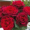 Rosa  - Kordes Parfuma® Rose - Rosa 'Gräfin Diana'® Produktbild-Vorschau 2