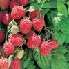 Dornenlose Himbeerstrauch ´GLEN AMPLE®´ 30-40 cm, Cont. 1 l Produktbild-Vorschau 4