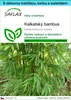 SAFLAX Dárková sada - kalkatský bambus - Dendrocalamus Náhled obrázku produktu 1