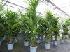Kentia Premium Palme 160 - 180 cm | bis 10 Pflanzen im Topf Produktbild-Vorschau 1