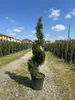 Cupressocyparis Leylandii Gold Rider Spiral – 150 cm – 18 L Produktbild-Vorschau 2