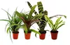Mini-Bromelien-Set "Nature's Touch" - 4 Pflanzen mit Produktbild-Vorschau 1