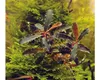 Vodní rostlina Bucephalandra Red Scorpio Náhled obrázku produktu 3