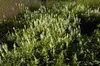 Salvia nemorosa 'Schneehügel', Steppensalbei, weiß, ca. 9x9 Produktbild-Vorschau 7