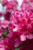 Rhododendron Hybride Erato 40-50 cm, im Topf, immergrün Produktbild-Vorschau 7