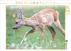 CALVENDO Puzzle Kitz auf einer Lichtung | 1000 Teile Produktbild-Vorschau 1