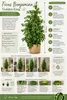 Ficus Benjamina Golden King 130-150 cm | Birkenfeige Produktbild-Vorschau 2