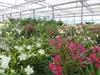 Oleander  110 - 130 cm Busch Nerium Krone Ø90 cm Produktbild-Vorschau 2