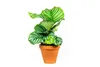 Gardners Calathea Orbifolia, průměr 11-12 cm Náhled obrázku produktu 4