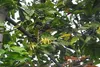 SAFLAX - Parfumbaum / Ylang Ylang - Cananga odorata - 10 Produktbild-Vorschau 6