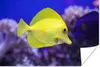 MuchoWow® Poster Fisch - Koralle - Gelb 180x120 cm - Produktbild-Vorschau 2