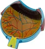 Anatomický model lidského oka Anatomický model lidského Náhled obrázku produktu 4