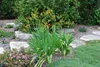 Leopardenblume, Cont. 0,5 l Produktbild-Vorschau 4