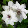 2 x  Waldrebe  - Clematis 'Miss Bateman'  | 50-60 cm in Produktbild-Vorschau 1