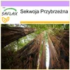 SAFLAX - Sekwoja Przybrzeżna - 50 Nasiona - Sequoia Podgląd zdjęcia produktu 10