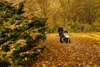 A person pushing a stroller through a park covered in autumn leaves. Náhled obrázku produktu