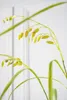 Kunstblume von Silk-ka – Seidenblumen-Graszweig, grün, 108 Produktbild-Vorschau 2