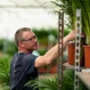 Areca-Palme Dypsis lutescens Ø24cm 130cm Betelpalme Produktbild-Vorschau 8
