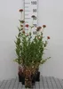 6 x Lychnis chalcedonica - Světlý hvozdík - květináč 9 x 9 Náhled obrázku produktu 1