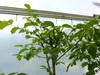 echter Walnussbaum Juglans regia 180 cm Obstbaum winterhart Produktbild-Vorschau 4