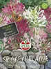 SPERLI Spinnenpflanzensamen Spider Cleome spinosa 100 Produktbild-Vorschau 3