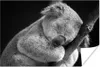MuchoWow® Poster Schlafender Koala auf schwarzem Produktbild-Vorschau 1