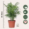 Łatwe rośliny doniczkowe - 4 szt - Wysokość 25-40cm - ⌀12cm Podgląd zdjęcia produktu 2