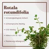 Aquarium Pflanze Rotala rotundifolia AquaOne Nr.033 Produktbild-Vorschau 2