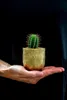 Gardners Euphorbia Enopla, priemer 6 cm Náhľad obrázku produktu 2