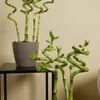 Bloomique - Zestaw 10 sztuk - Dracena Sanderiana - Bambus Podgląd zdjęcia produktu 5