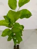 Malus domestica 'Fuji' Apfelbaum, 1,5 Liter Topf Produktbild-Vorschau 4