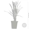Bloomique - 3er-Set - Cortaderia Selloana - Weißes Produktbild-Vorschau 3