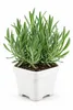 1. Levanduľa 'Hidcote', 15–20 cm – Lavandula angustifolia, Náhľad obrázku produktu 4