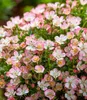 BALDUR Garten 3x Alpin-Rose Cutie Pie®, Pflanzen im 9x9 Produktbild-Vorschau 2