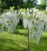 Blauregen ´ALBA´ 60-70 cm, Cont. 1,6 l, Pflanze mit Produktbild-Vorschau 3