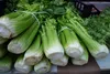 SAFLAX Garden to go - BIO - Celer - Vysoký Utah - Apium Náhled obrázku produktu 5