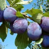 The Czar - kleinbleibender Pflaumenbaum im Topf mit Produktbild-Vorschau 3