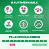 Botanische Krokusse Zwiebeln Winterhart Mehrjährig - Orange Produktbild-Vorschau 5