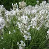 Stauden Gänge 1 x Lavandula angustifolia 'Alba' - Echter Produktbild-Vorschau 2